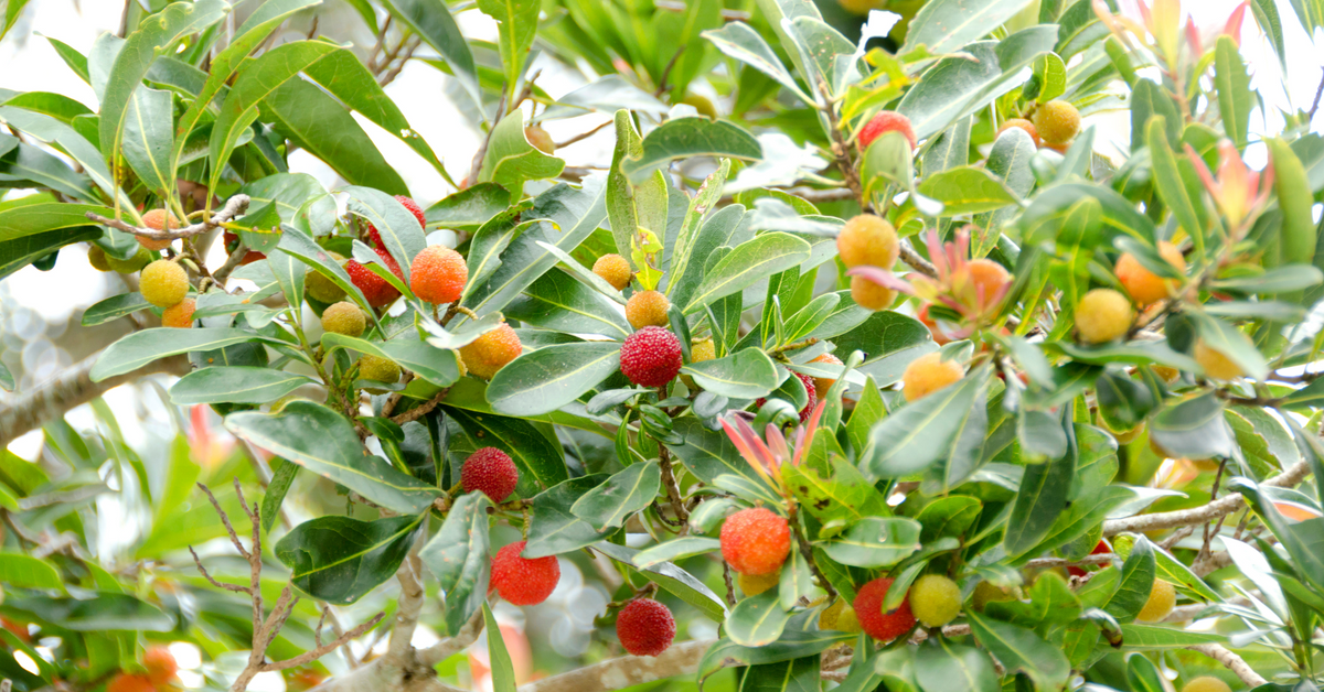 Bayberry Candle History Cape Candle