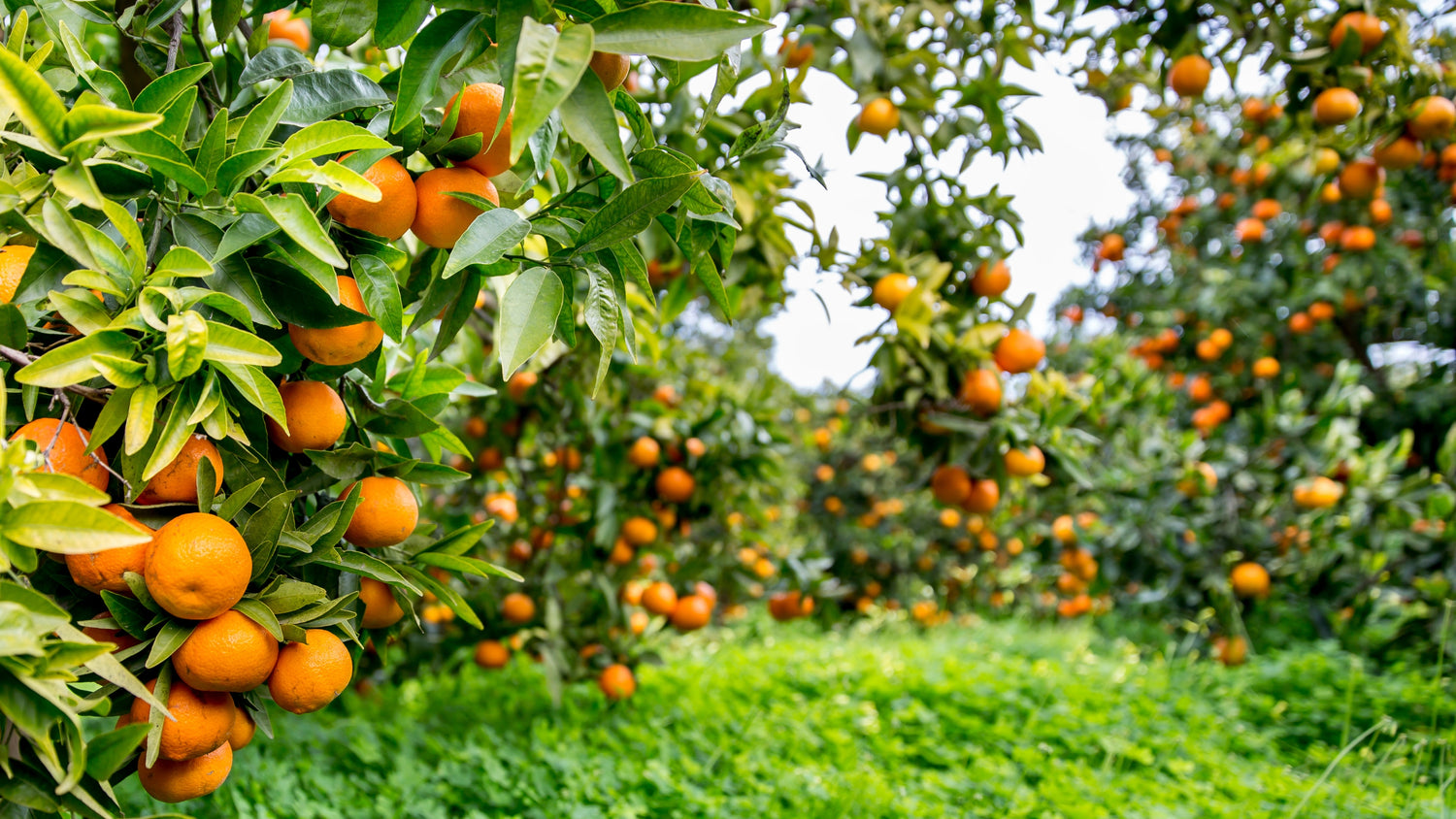 Citrus Grove