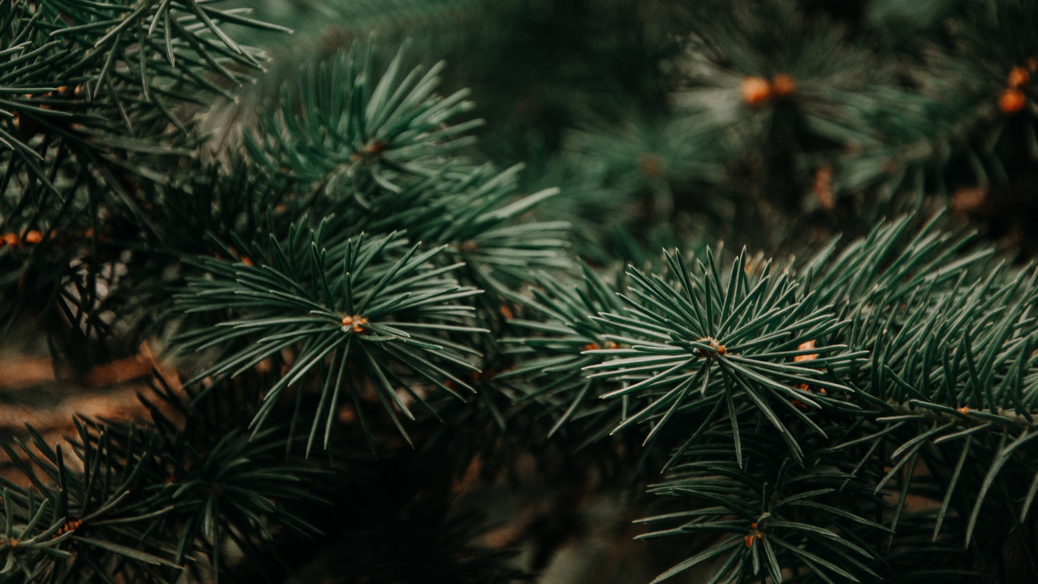 Fresh Cut Christmas Tree