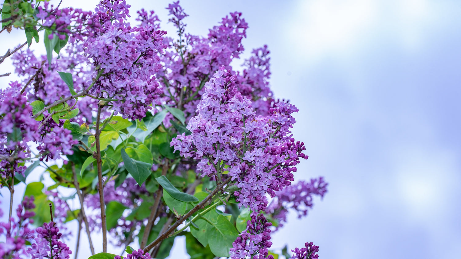 Lilac Mist