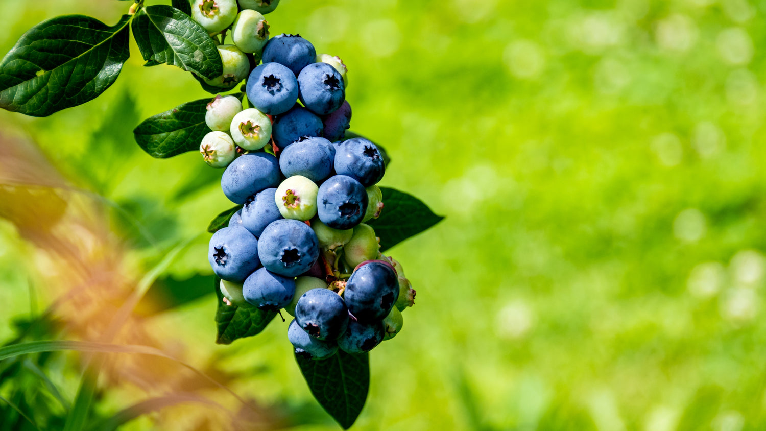 Maine Blueberry